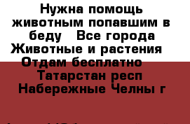 Нужна помощь животным попавшим в беду - Все города Животные и растения » Отдам бесплатно   . Татарстан респ.,Набережные Челны г.